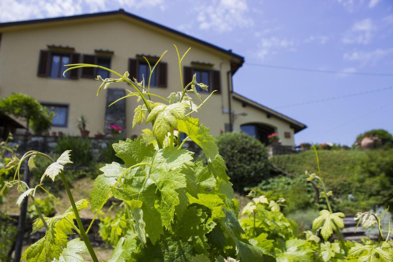 Villa Porcigliano Olive Grove Polcanto Εξωτερικό φωτογραφία