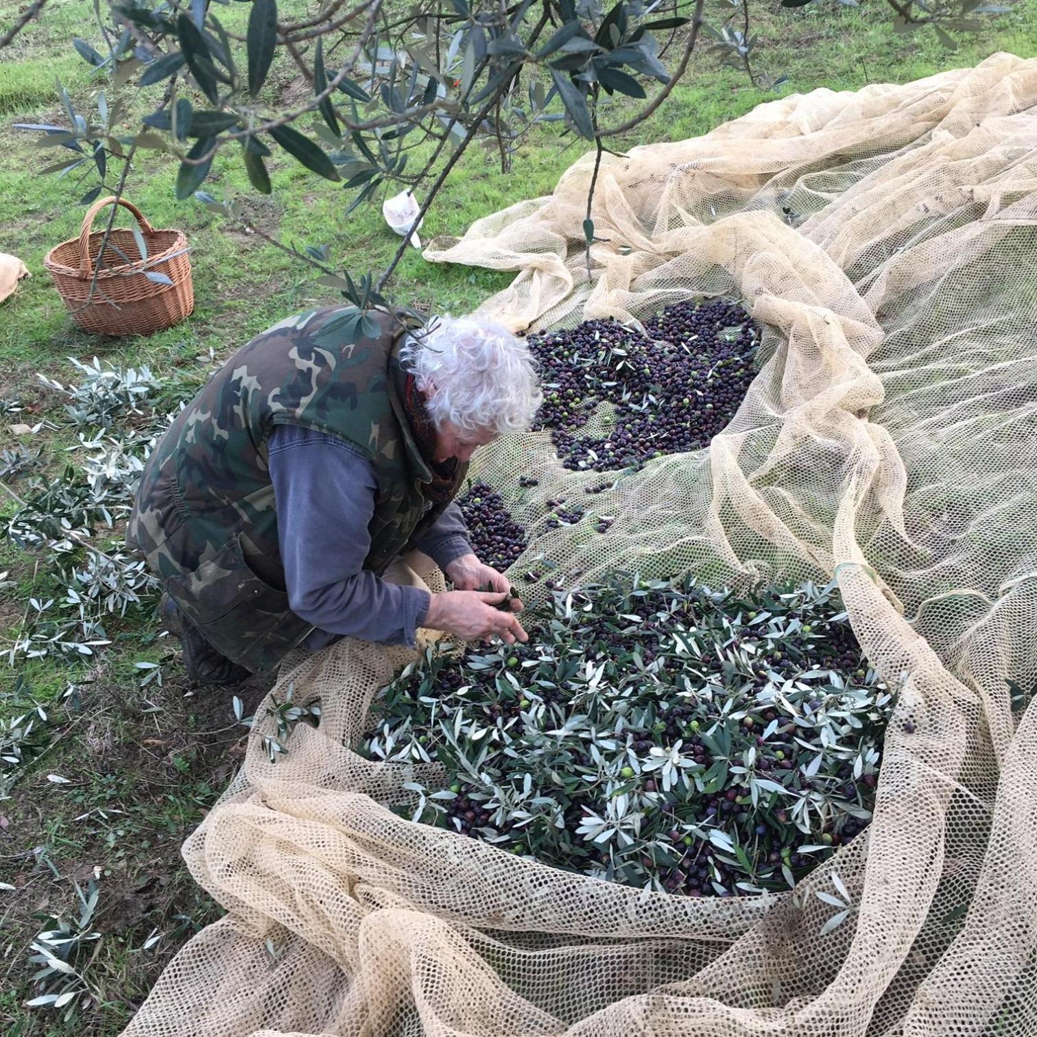 Villa Porcigliano Olive Grove Polcanto Εξωτερικό φωτογραφία