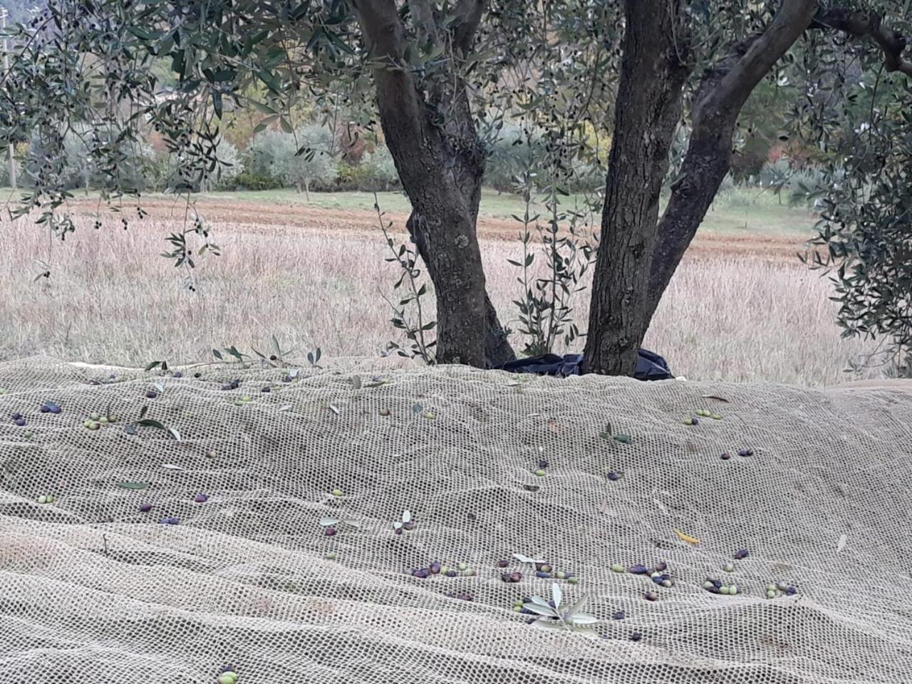 Villa Porcigliano Olive Grove Polcanto Εξωτερικό φωτογραφία