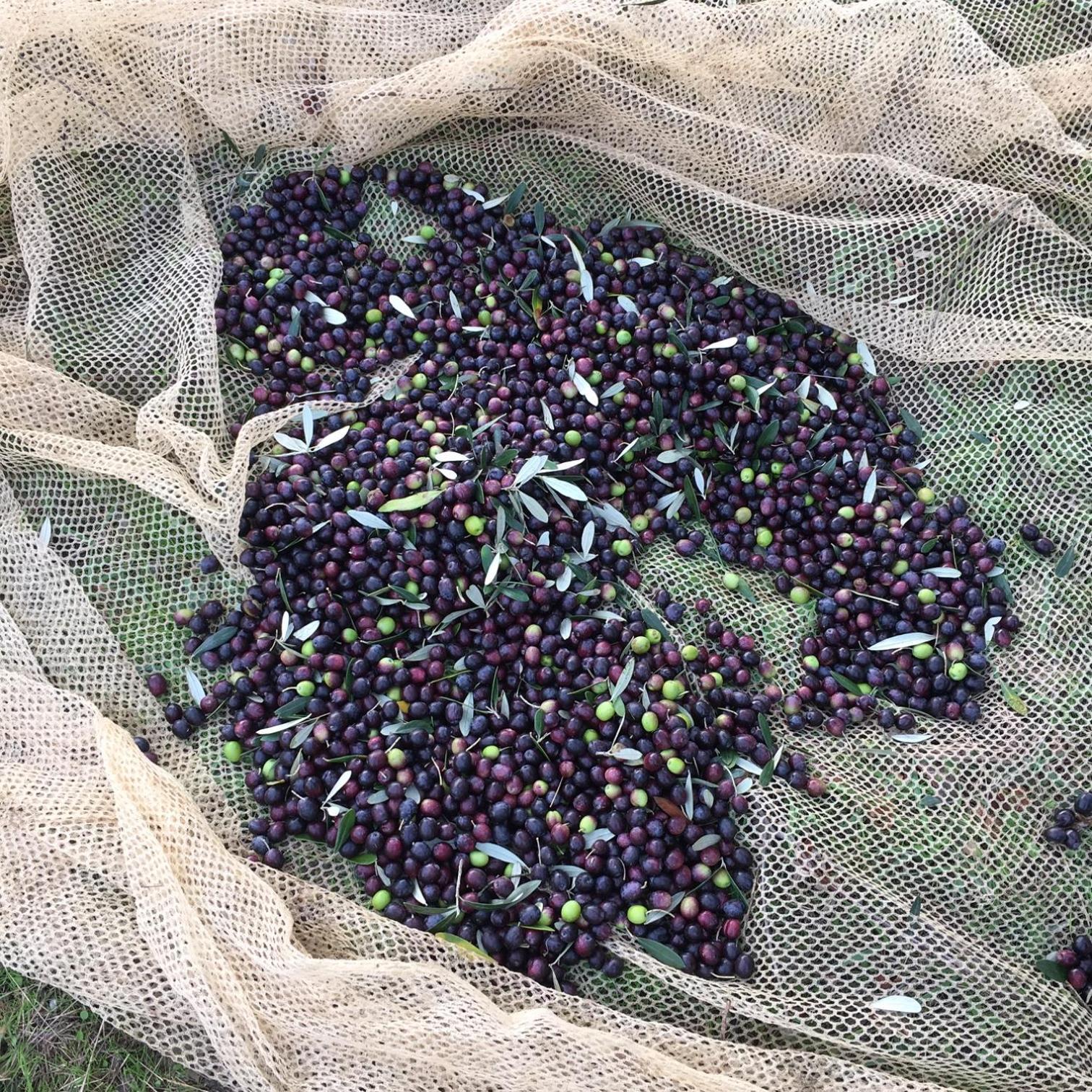 Villa Porcigliano Olive Grove Polcanto Εξωτερικό φωτογραφία