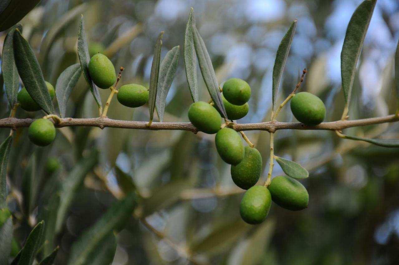 Villa Porcigliano Olive Grove Polcanto Εξωτερικό φωτογραφία